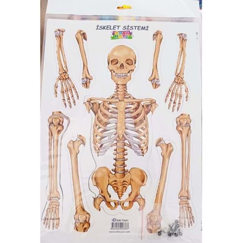 Odak Hobi İskelet Sistemi Maket